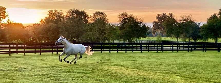 White horse running across a fenced green pasture at sunset in Ocala, Florida.